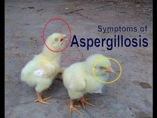 ASPERGILLOSIS IN POULTRY: THE SILENT THREAT EVERY FARMER MUST STOP